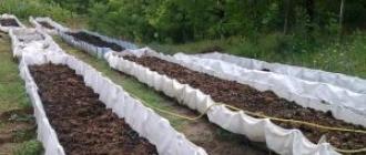 Бизнес-план по разведению червей Выращивание и реализация дождевых червей